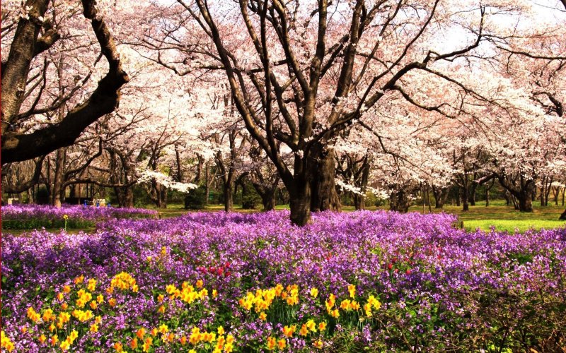 Цветущий парк весной
