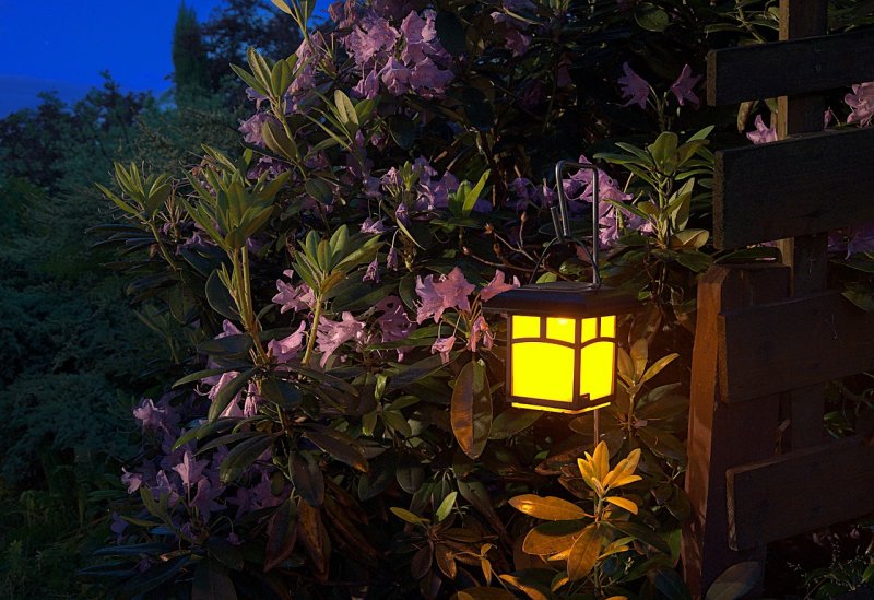 Ночной сад цветы