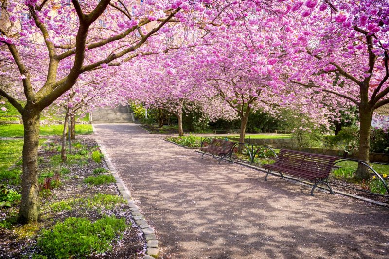 Парк с цветущей сакурой