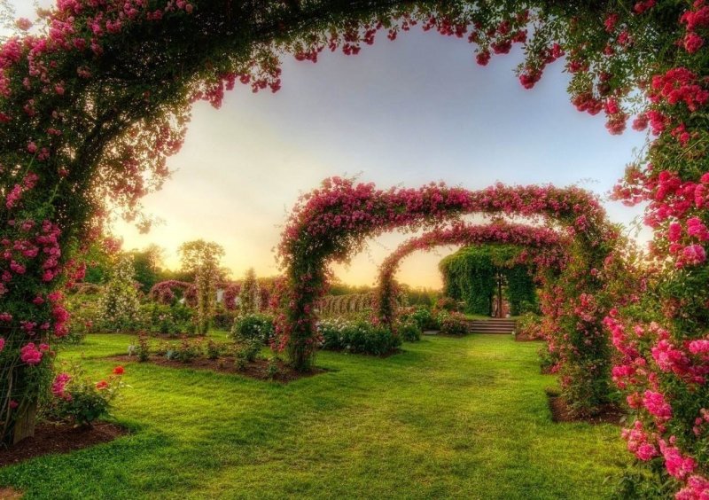 Райский сад плетистые розы