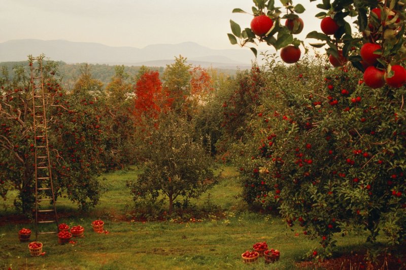 Агроценоз яблоневого сада