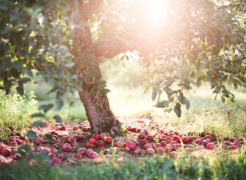 Яблоневый сад осень