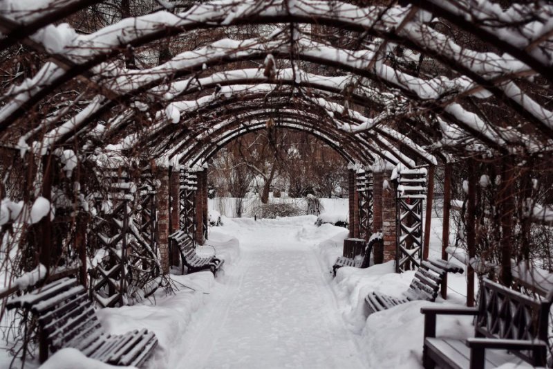 Ботанический сад Москва Аптекарский огород зимой