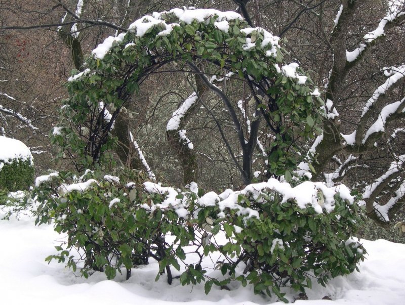 Никитский Ботанический сад зима