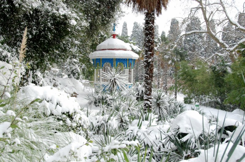 Крым Никитский Ботанический сад зима