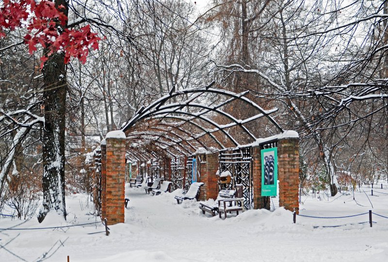 Ботанический сад Аптекарский огород зимой