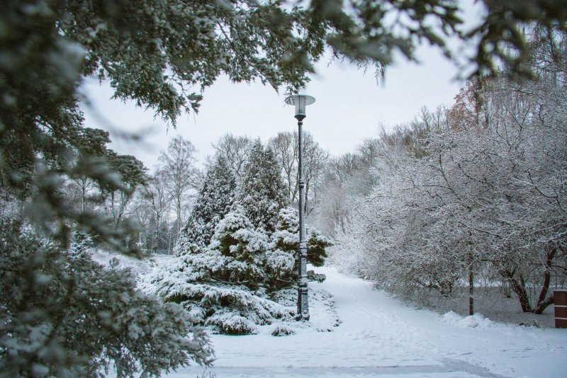 Ботанический сад БФУ им. и. Канта зимой