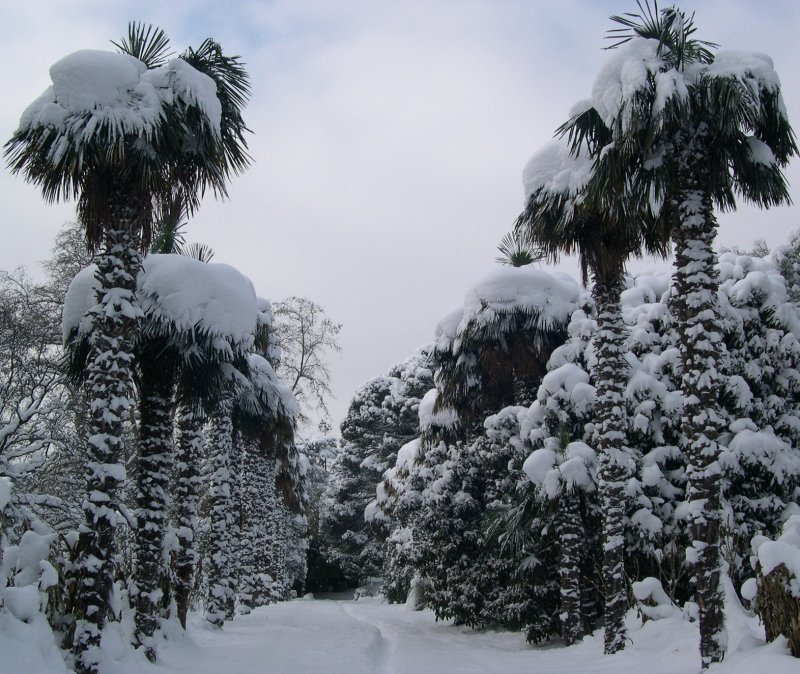 Никитский Ботанический сад в снегу