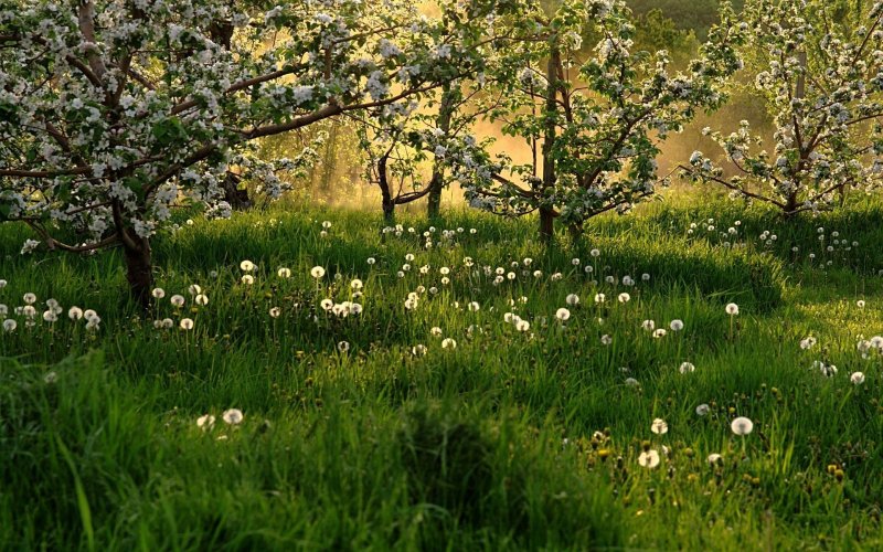 Поздняя Весна красота природы