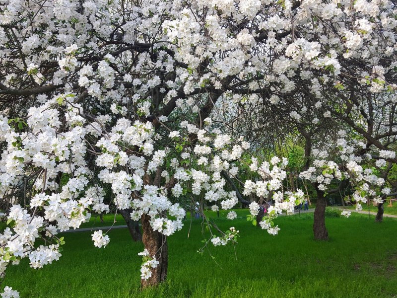 Цветущие яблоневые сады