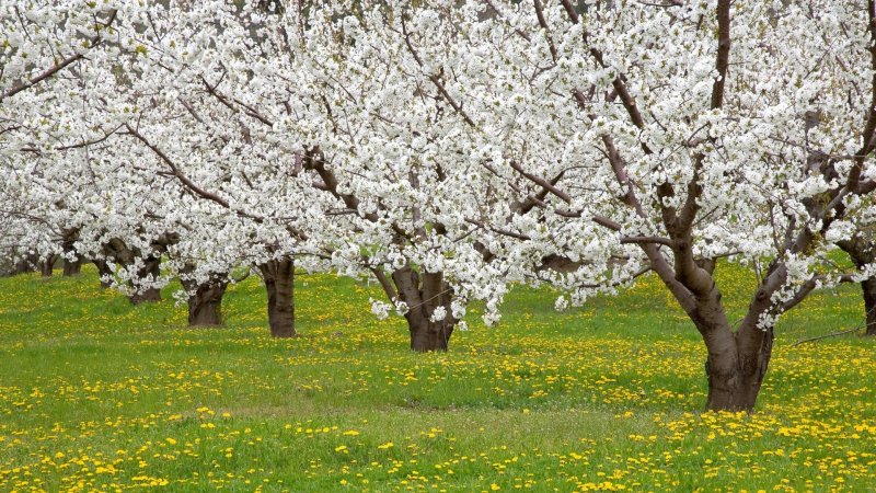 Цветущий Яблоневый сад весной