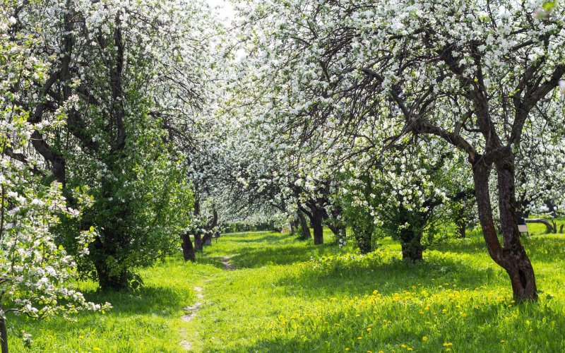 Яблоневый сад Беляево