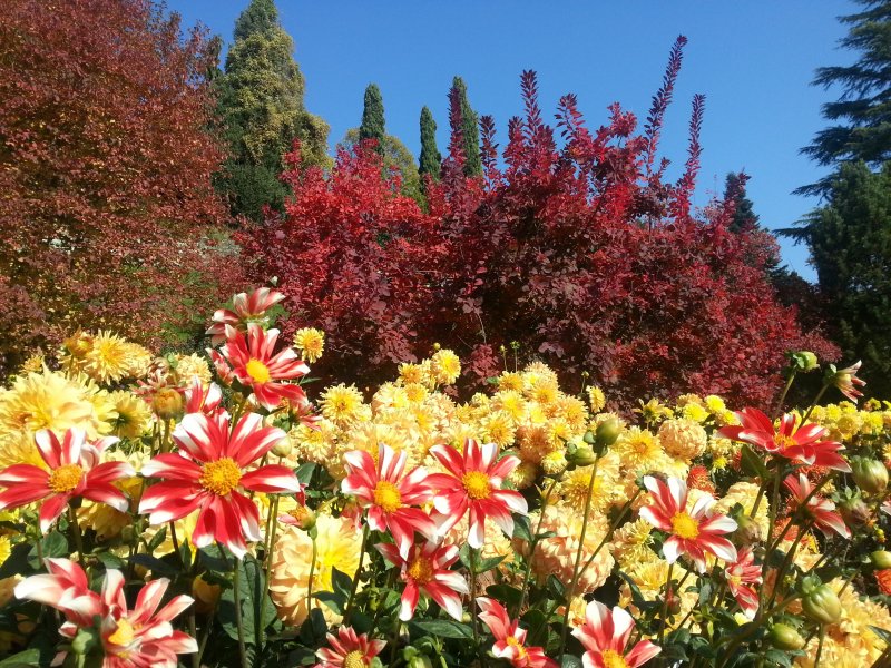 Цветущие георгины в осеннем саду-