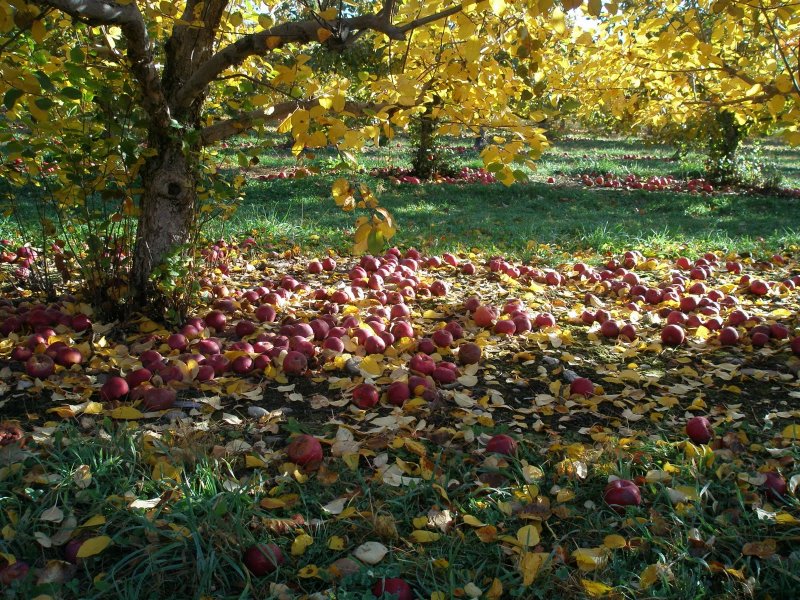Осенний сад яблони