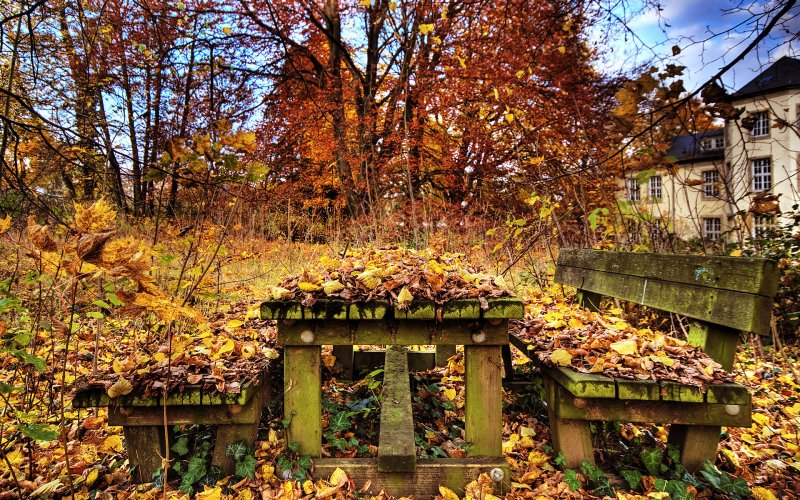 Заброшенный сад осень