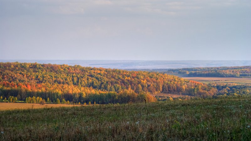 Большие Березники леса Мордовия