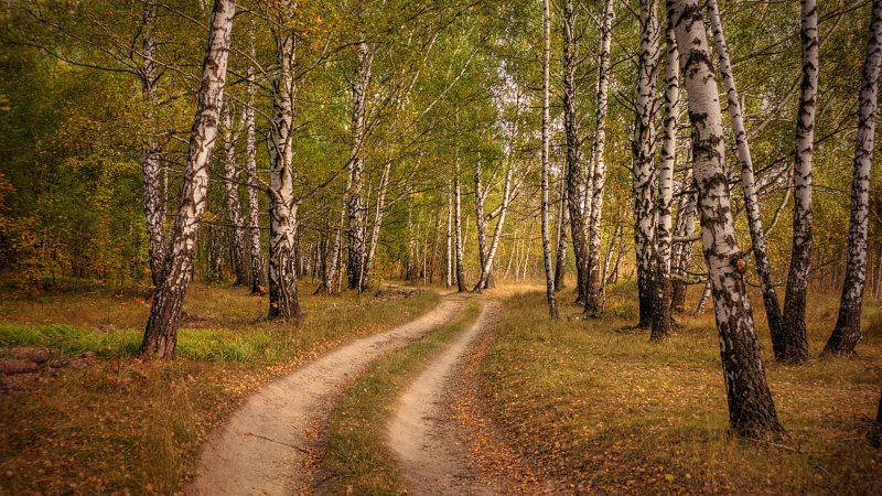 Макаровский лес Саранск