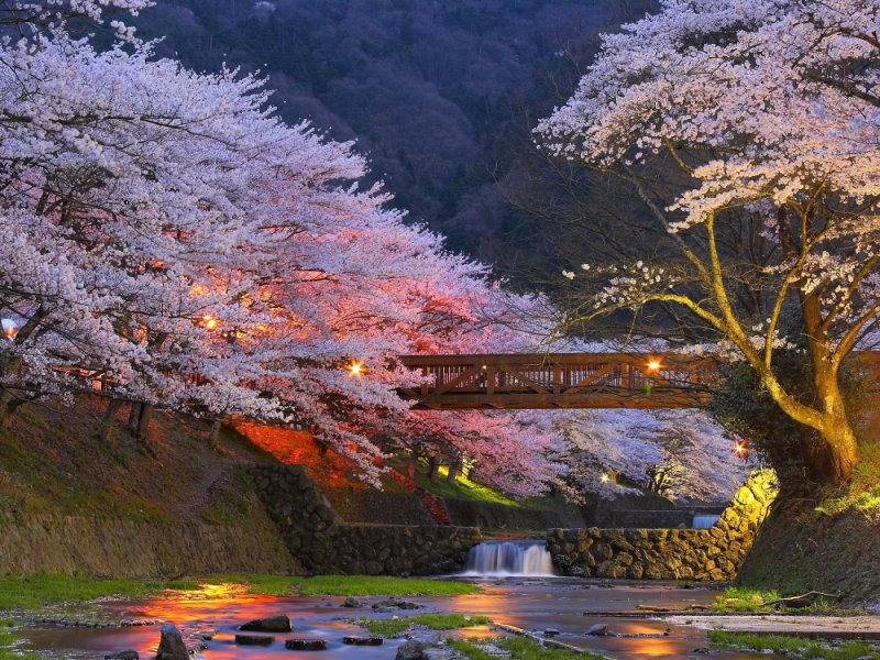 Киото Япония цветение Сакуры