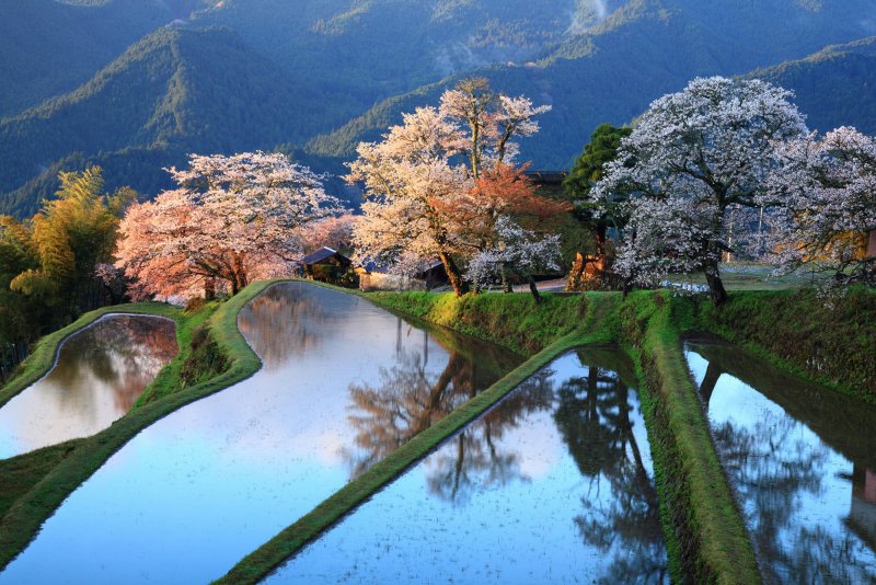 Япония Токио природа