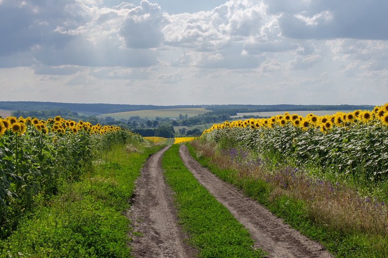 Природа Украины Карпаты