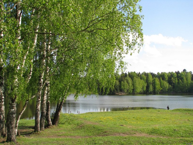 Майкоп березовый лес с озером