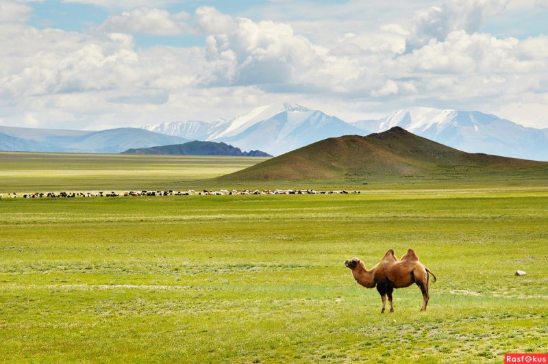 Монголо-маньчжурская степь