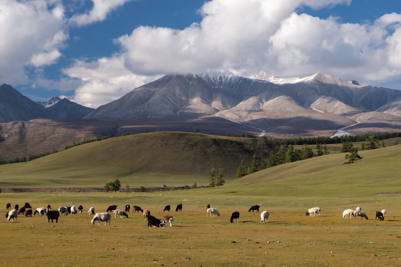 Шар нуур Монголия