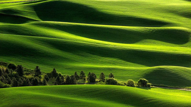 Зеленое поле