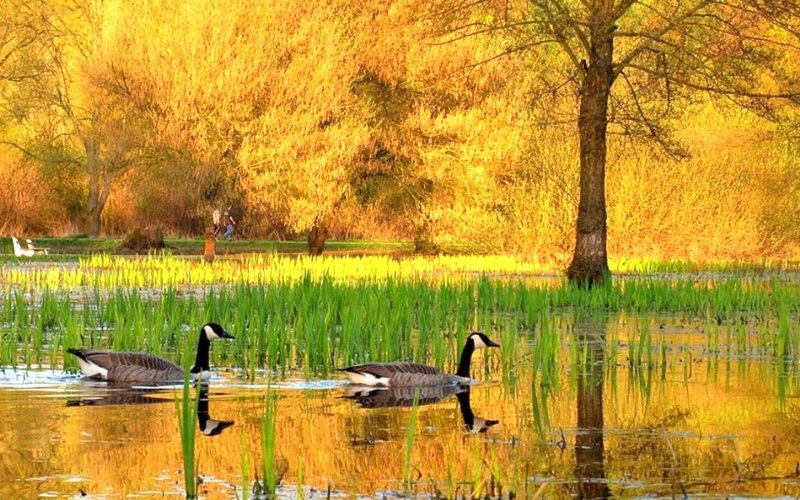Осенний лес и озеро с утками