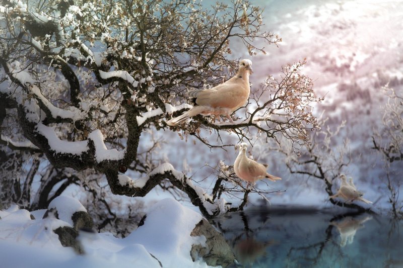 Зимний пейзаж с птицами
