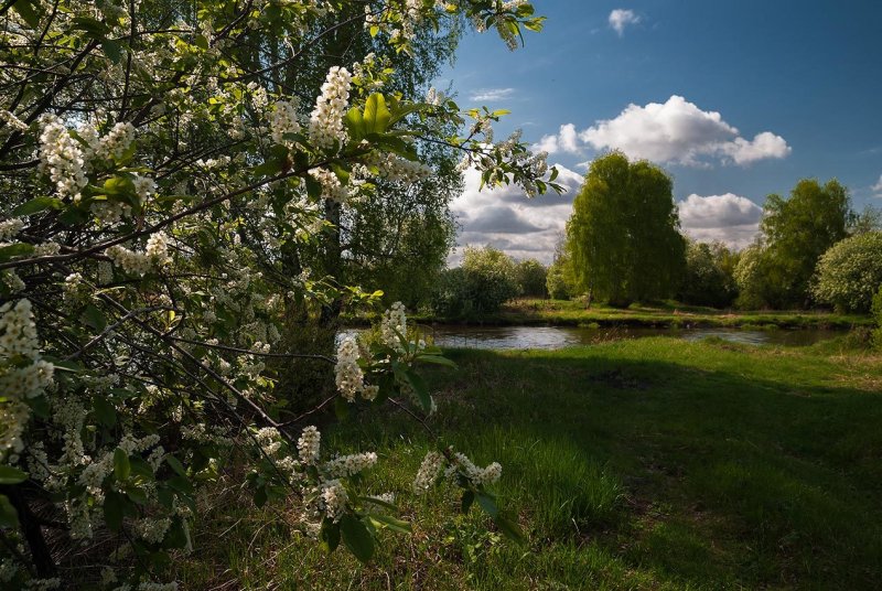 Черемуха цветет дерево около ручья