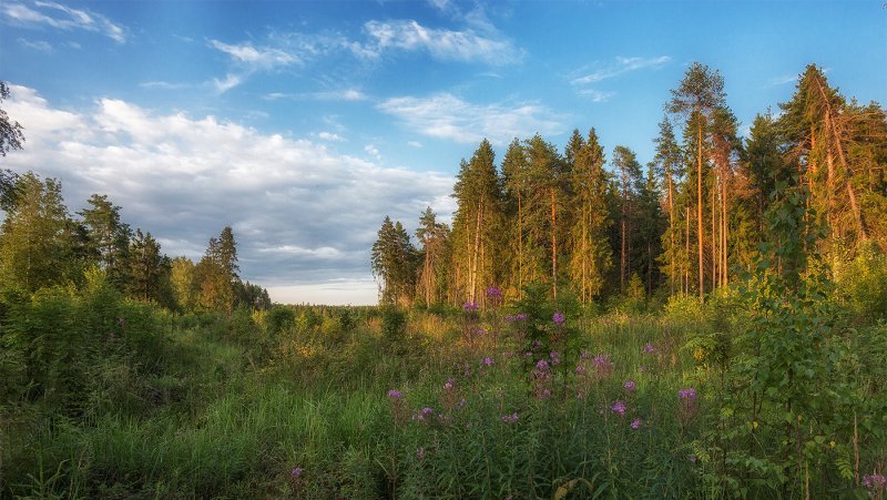 Леса Костромы и Костромской области