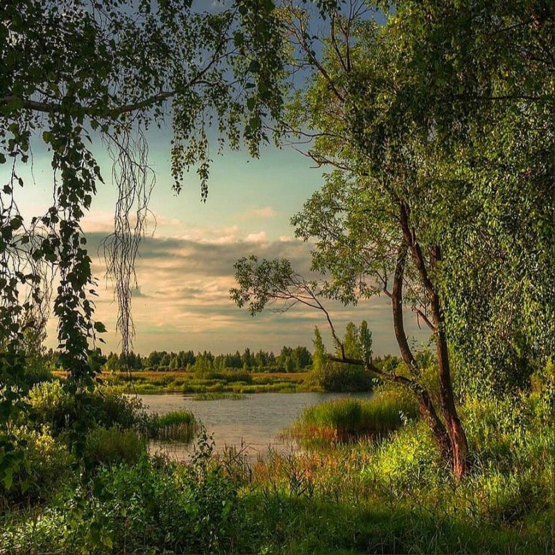 Природа Костромы и Костромской области