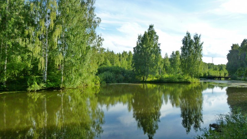 Река лес Кострома