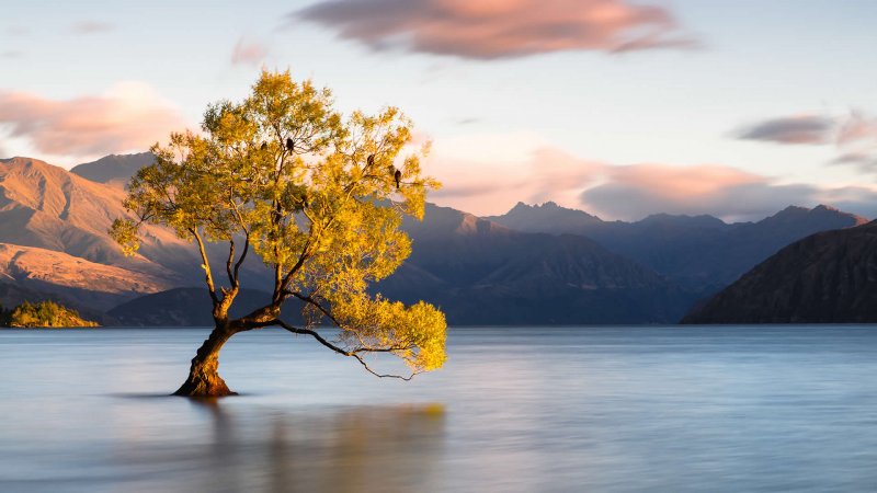 Озеро Ванака новая Зеландия дерево