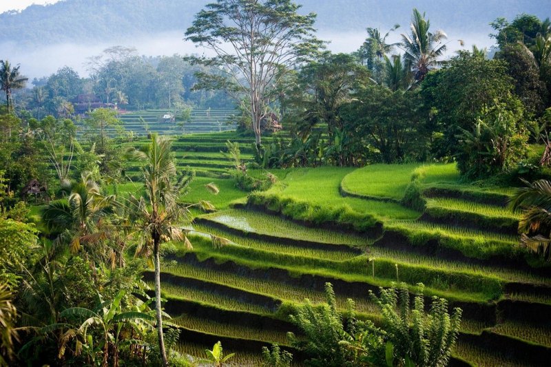 Рисовые поля Бали Убуд