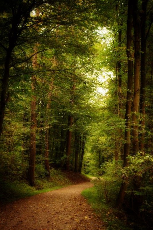 Красивая природа лес