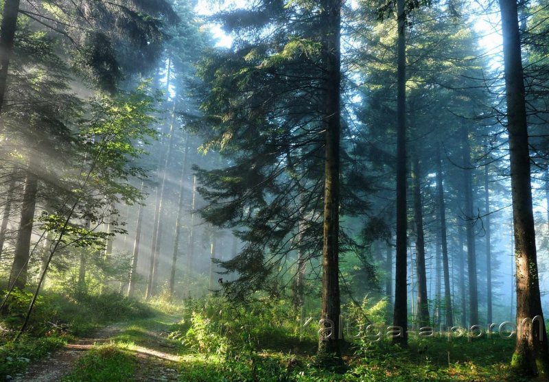 Красота русского леса