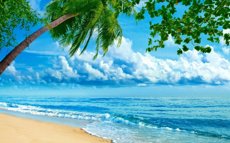 Морское побережье с пальмами