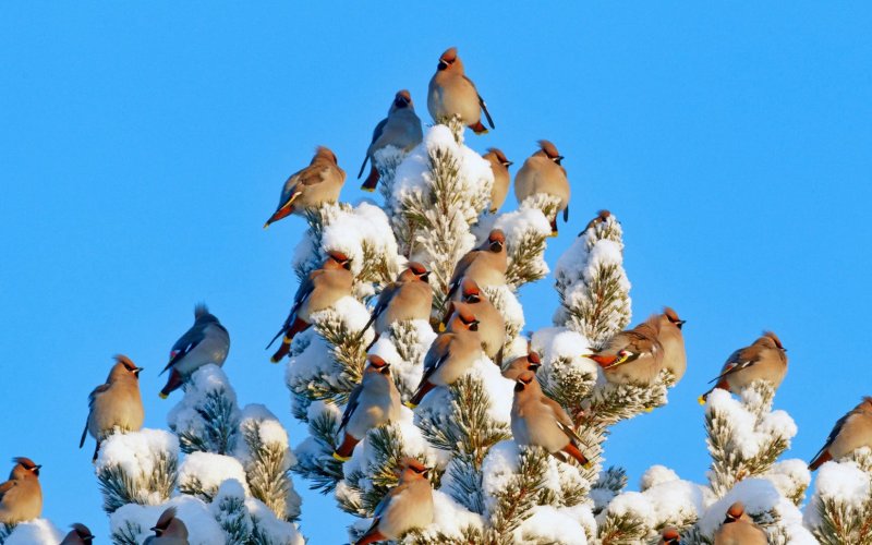 Стайка птиц зимой
