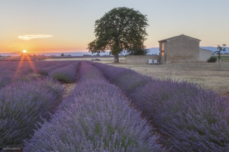 Лавандовые поля в Провансе Франция фото