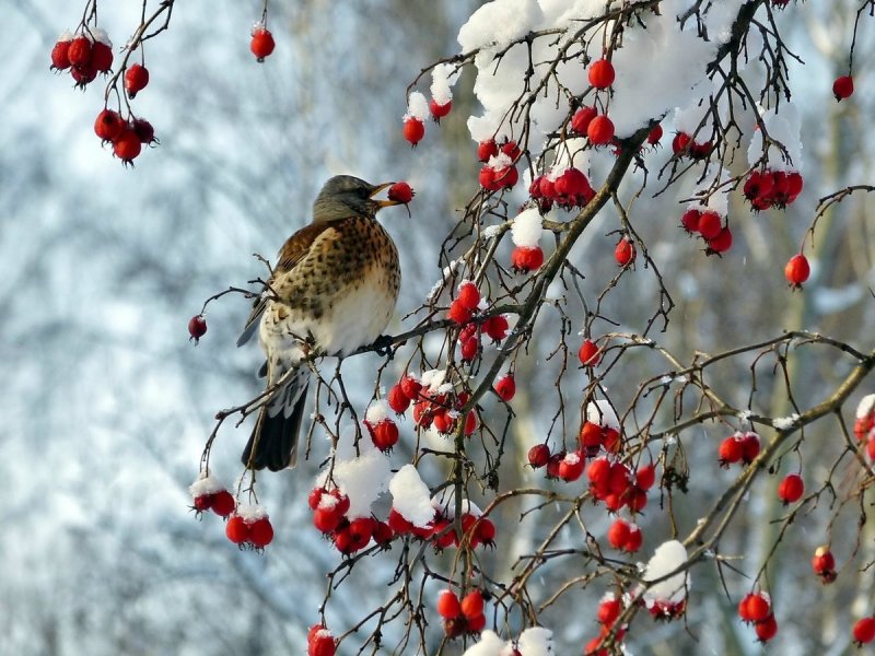 Зимние птицы фото