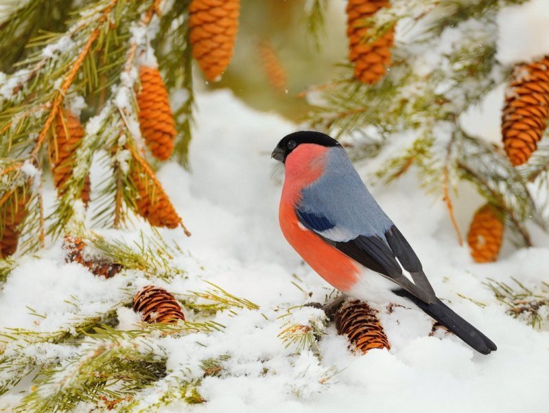 Зимние пейзажи с птицами и животными