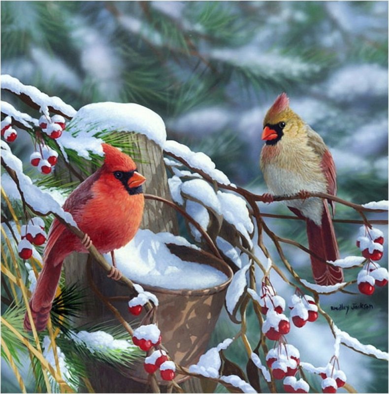 Птицы Забайкалья зимой