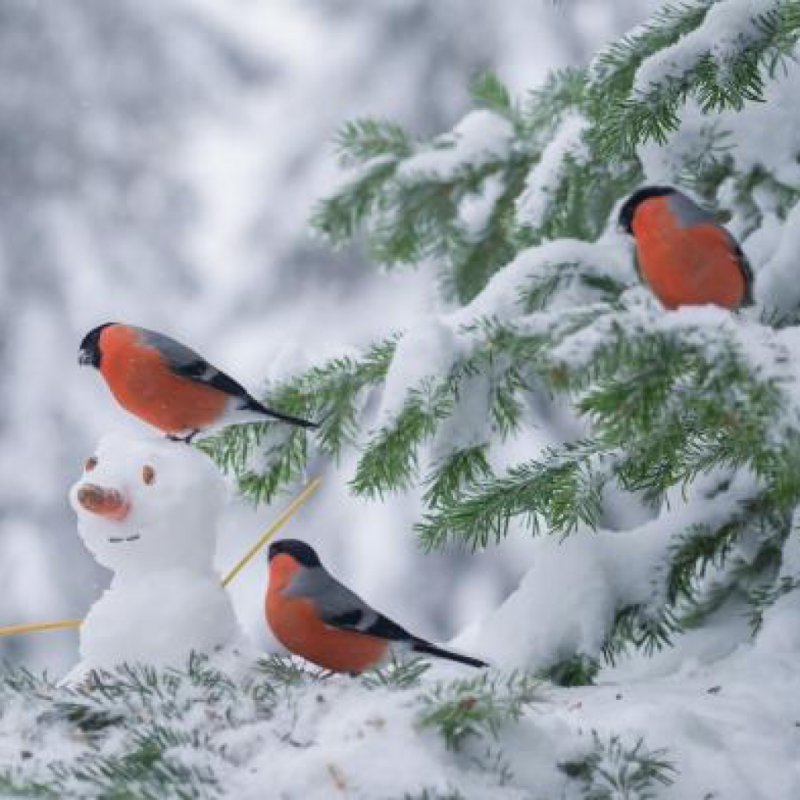 Зимние птицы