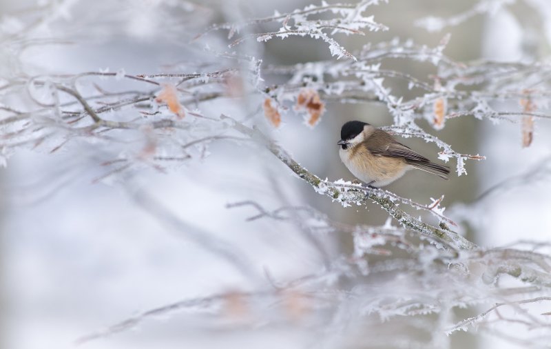 Зимний фон с птичками