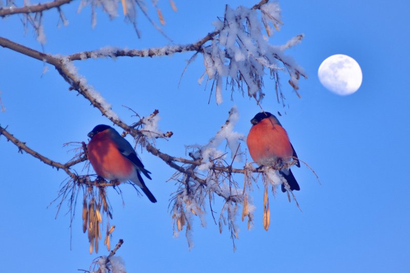 Зимующие птицы синица