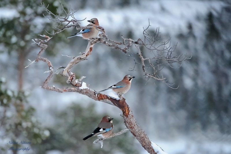 Птицы Подмосковья Снегирь