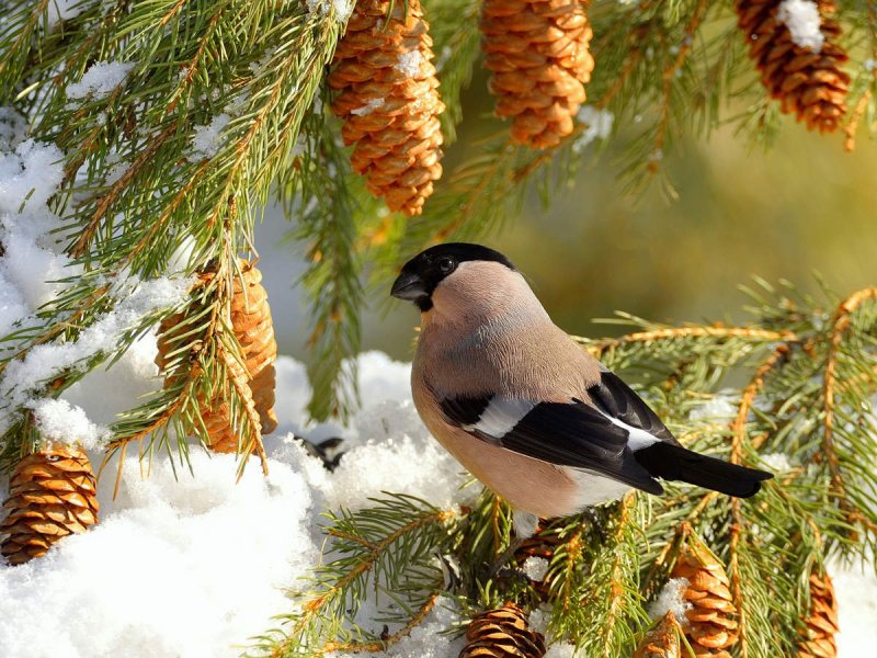 Зимние Лесные птицы