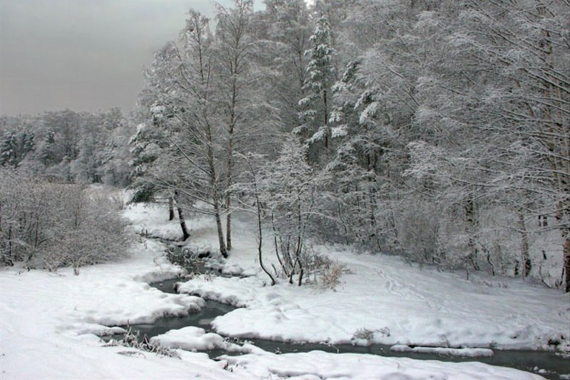 Зимний лес средней полосы